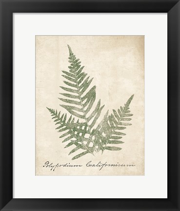 Framed Vintage Ferns XI no Border Print