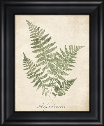 Framed Vintage Ferns IX no Border Print