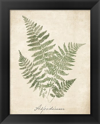 Framed Vintage Ferns IX no Border Print