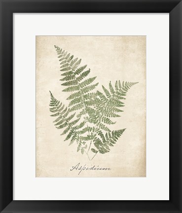 Framed Vintage Ferns IX no Border Print