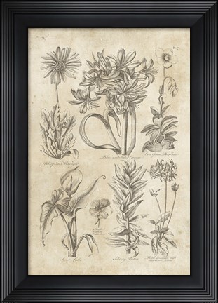 Framed Eden Antique Bookplate I Print