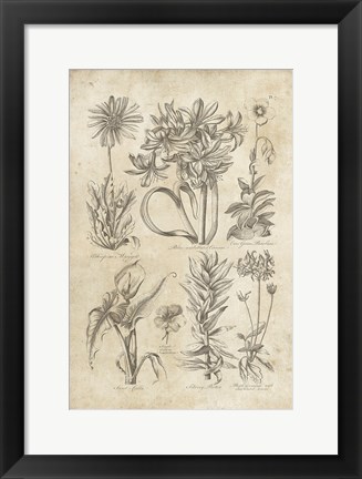 Framed Eden Antique Bookplate I Print