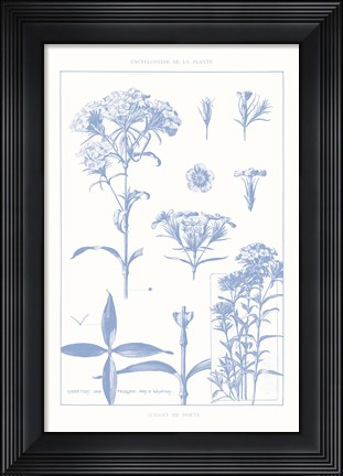 Framed Serenity Phlox on White Print