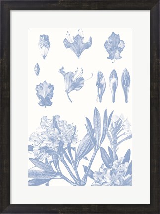 Framed Serenity Rhododendron on White Print