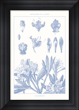 Framed Serenity Rhododendron on White Print