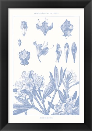 Framed Serenity Rhododendron on White Print