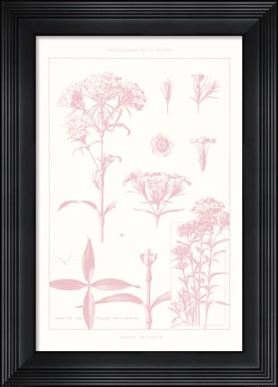 Framed Rose Quartz Phlox on White Print