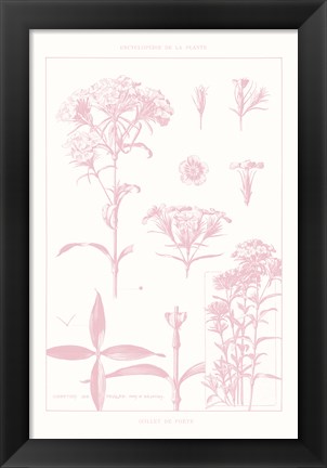 Framed Rose Quartz Phlox on White Print