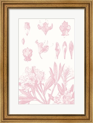 Framed Rose Quartz Rhododendron on White Print