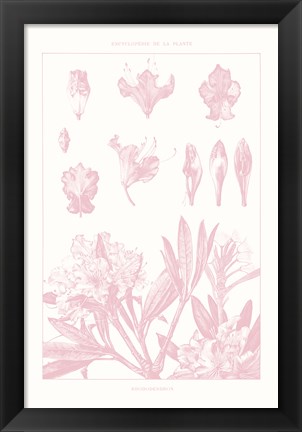 Framed Rose Quartz Rhododendron on White Print