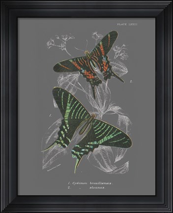 Framed Lepidoptera II Print