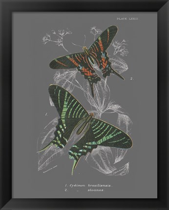 Framed Lepidoptera II Print