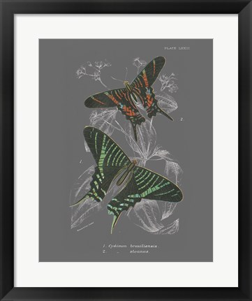 Framed Lepidoptera II Print