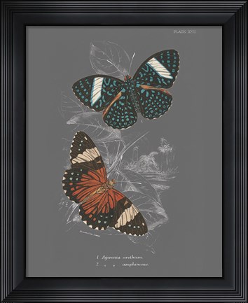 Framed Lepidoptera I Print