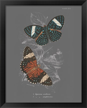 Framed Lepidoptera I Print