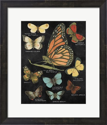 Framed Botanical Butterflies Postcard II Black Print