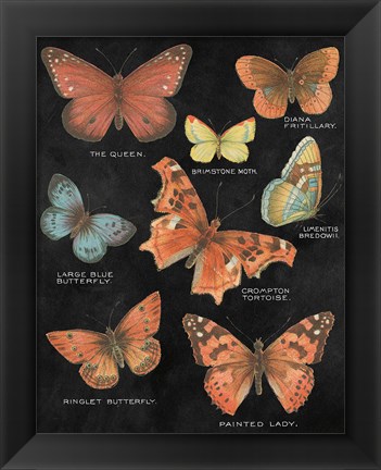 Framed Botanical Butterflies Postcard IV Black Print