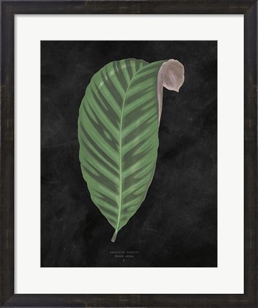 Framed Beautiful Leaved Plants I Black Print