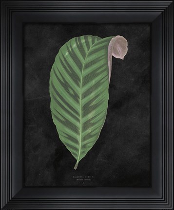 Framed Beautiful Leaved Plants I Black Print