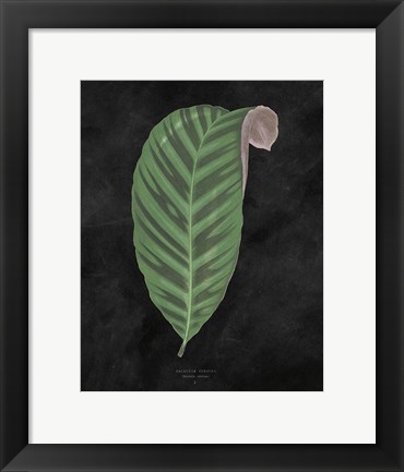 Framed Beautiful Leaved Plants I Black Print