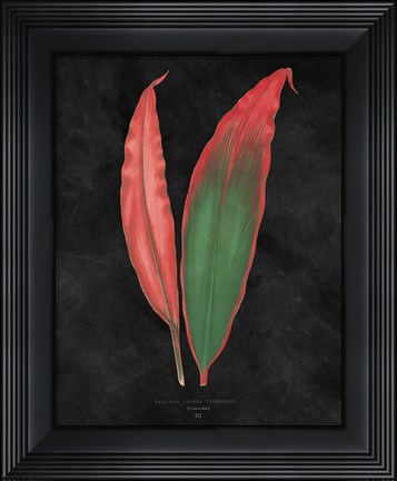 Framed Beautiful Leaved Plants II Black Print
