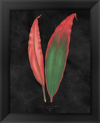 Framed Beautiful Leaved Plants II Black Print