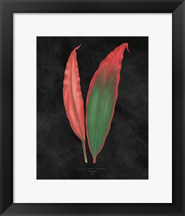 Framed Beautiful Leaved Plants II Black Print