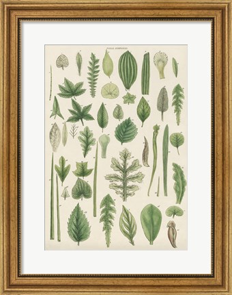 Framed Assortment of Leaves II Print