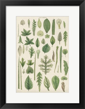 Framed Assortment of Leaves II Print