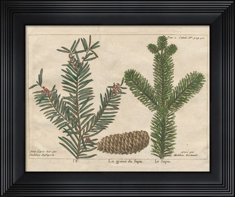 Framed Antique Botanical XXII Print
