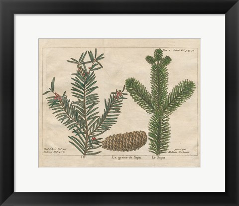 Framed Antique Botanical XXII Print