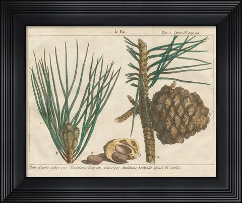 Framed Antique Botanical XXI Print