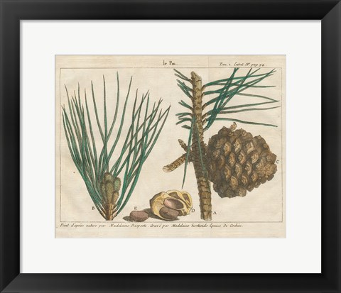 Framed Antique Botanical XXI Print