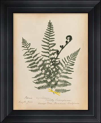 Framed Botanical Fern IV Mossy Green Print