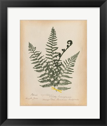 Framed Botanical Fern IV Mossy Green Print