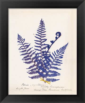 Framed Botanical Fern IV Blue Print