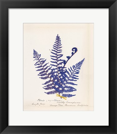 Framed Botanical Fern IV Blue Print