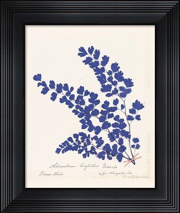 Framed Botanical Fern III Blue Print