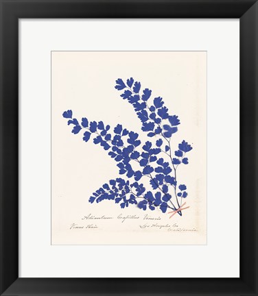 Framed Botanical Fern III Blue Print