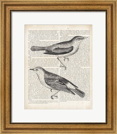 Framed Vintage Birds on Newsprint Print