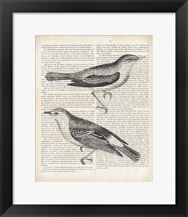 Framed Vintage Birds on Newsprint Print