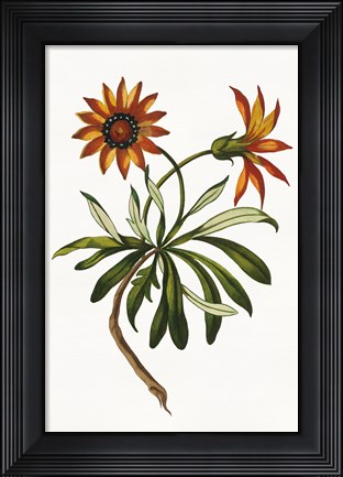 Framed Vintage Floral II on White Print