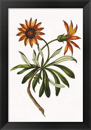 Framed Vintage Floral II on White Print