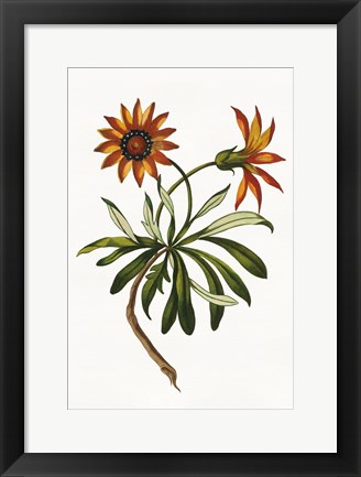 Framed Vintage Floral II on White Print