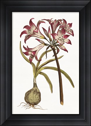 Framed Vintage Floral I on White Print