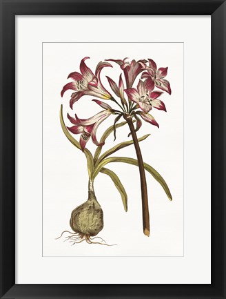 Framed Vintage Floral I on White Print