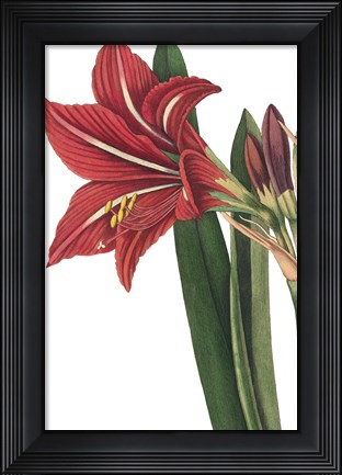 Framed Botanique I no Words Print