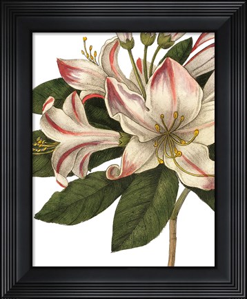 Framed Botanique III no Words Print