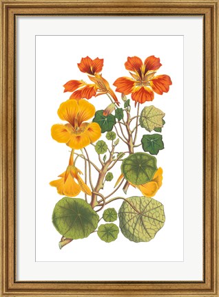Framed Antique Botanical XVII Print