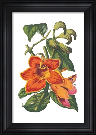 Framed Antique Botanical XVIII Print